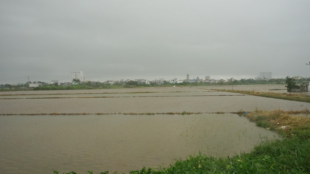 Hơn 26.000 ha lúa ở Hưng Yên bị ngập úng do ảnh hưởng bão số 3