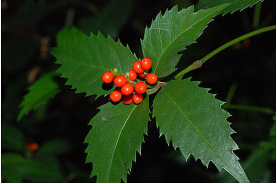 Sói rừng - Thảo dược giúp tăng cường miễn dịch trong bệnh tự miễn