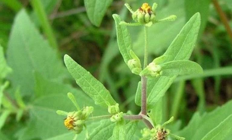 Hy thiêm giúp hỗ trợ cải thiện triệu chứng của thoái hóa khớp gối hiệu quả