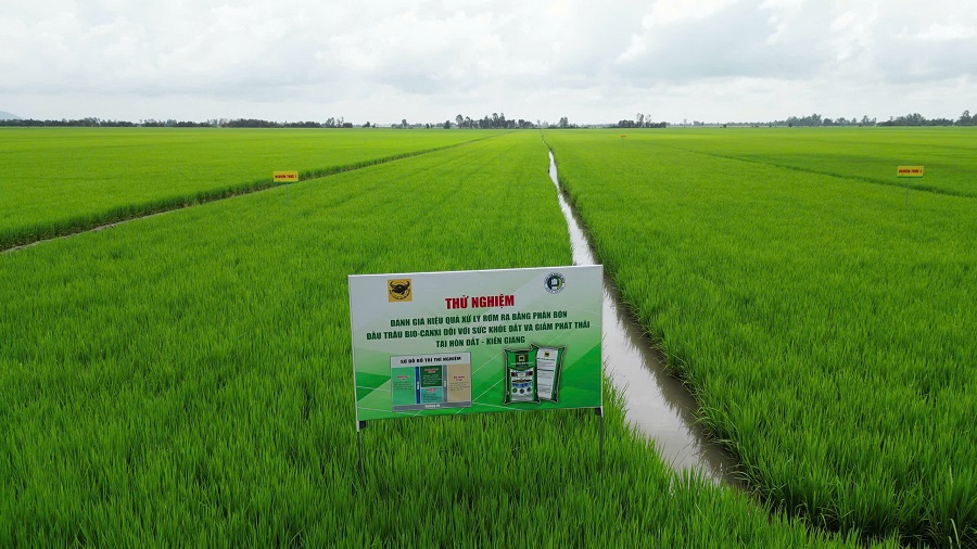 Mô hình thử nghiệm phân bón Đầu Trâu Bio-Canxi tại Hòn Đất, An Giang Mô hình thử nghiệm phân bón Đầu Trâu Bio-Canxi tại Hòn Đất, An Giang