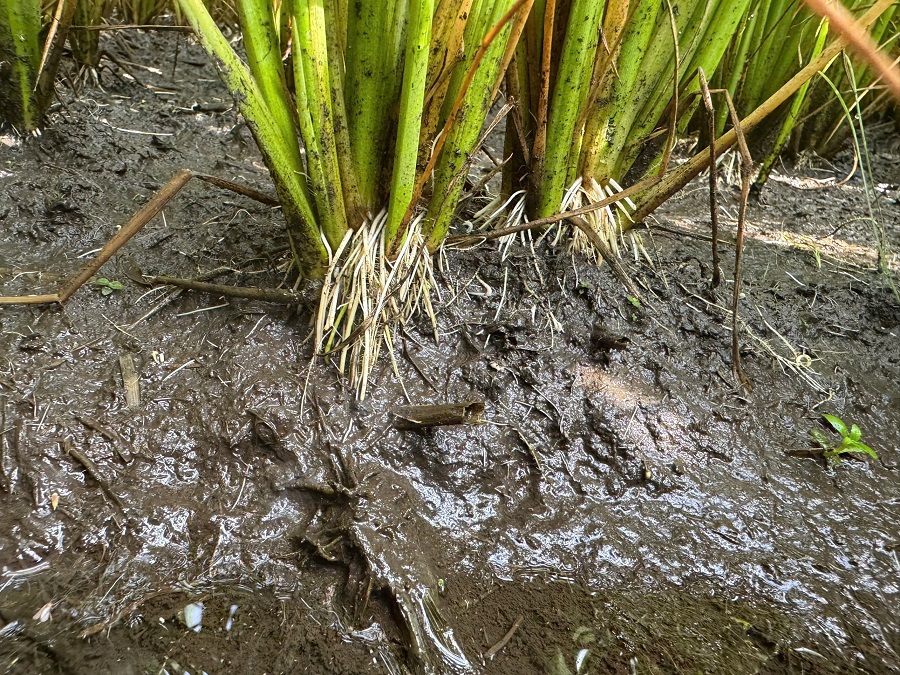 Mô hình thực nghiệm trên ruộng lúa cho kết quả đầy triển vọng: Tăng mật độ rễ và chồi lúa, cải thiện khả năng hút dinh dưỡng. Mô hình thực nghiệm trên ruộng lúa cho kết quả đầy triển vọng: Tăng mật độ rễ và chồi lúa, cải thiện khả năng hút dinh dưỡng.