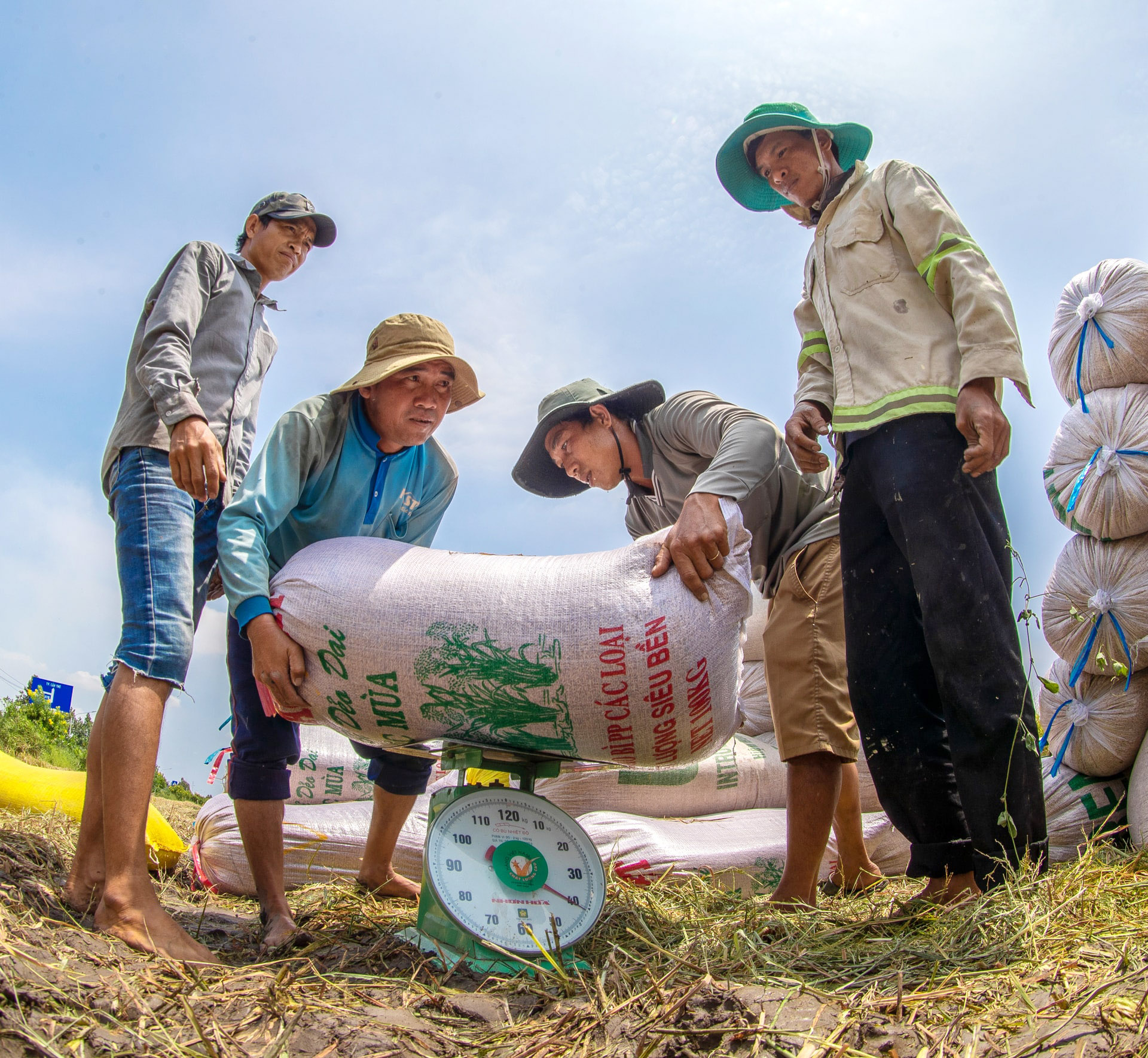 Giá lúa gạo hôm nay ngày 23/7: Ổn định, gạo xuất khẩu tiếp đà tăng nhẹ. (Ảnh minh họa)