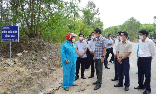 Quảng Trị tăng cường kiểm soát, dập dịch tả lợn Châu Phi tại các địa phương có nguy cơ cao