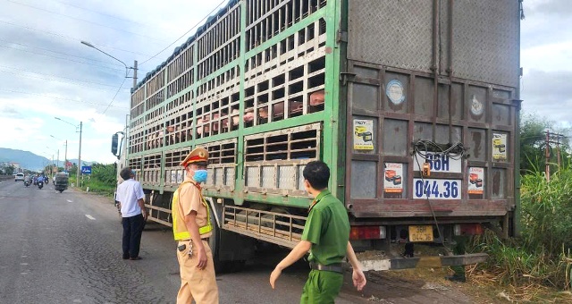 Phát hiện vận chuyển 54 con heo có dấu hiệu dịch bệnh không rõ nguồn gốc