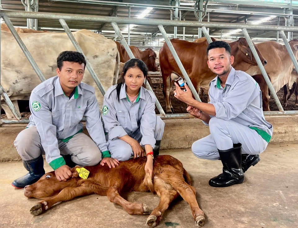 Anh Ung Pichsovann (ngoài cùng bên phải) - cựu sinh viên ngành Chăn nuôi Trường Đại học Nông nghiệp Hoàng Gia Campuchia