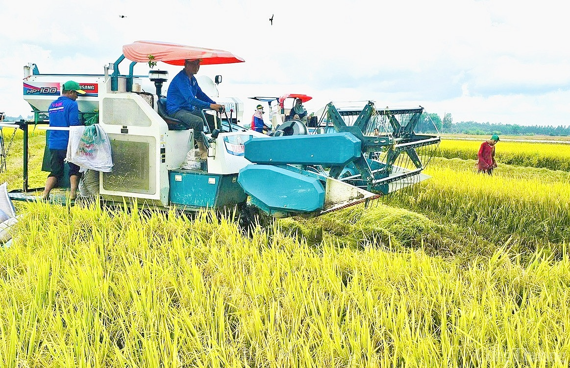 Giá lúa gạo hôm nay ngày 24/7: Bình ổn, gạo nguyên liệu xuất khẩu tiếp đà tăng. (Ảnh minh họa)