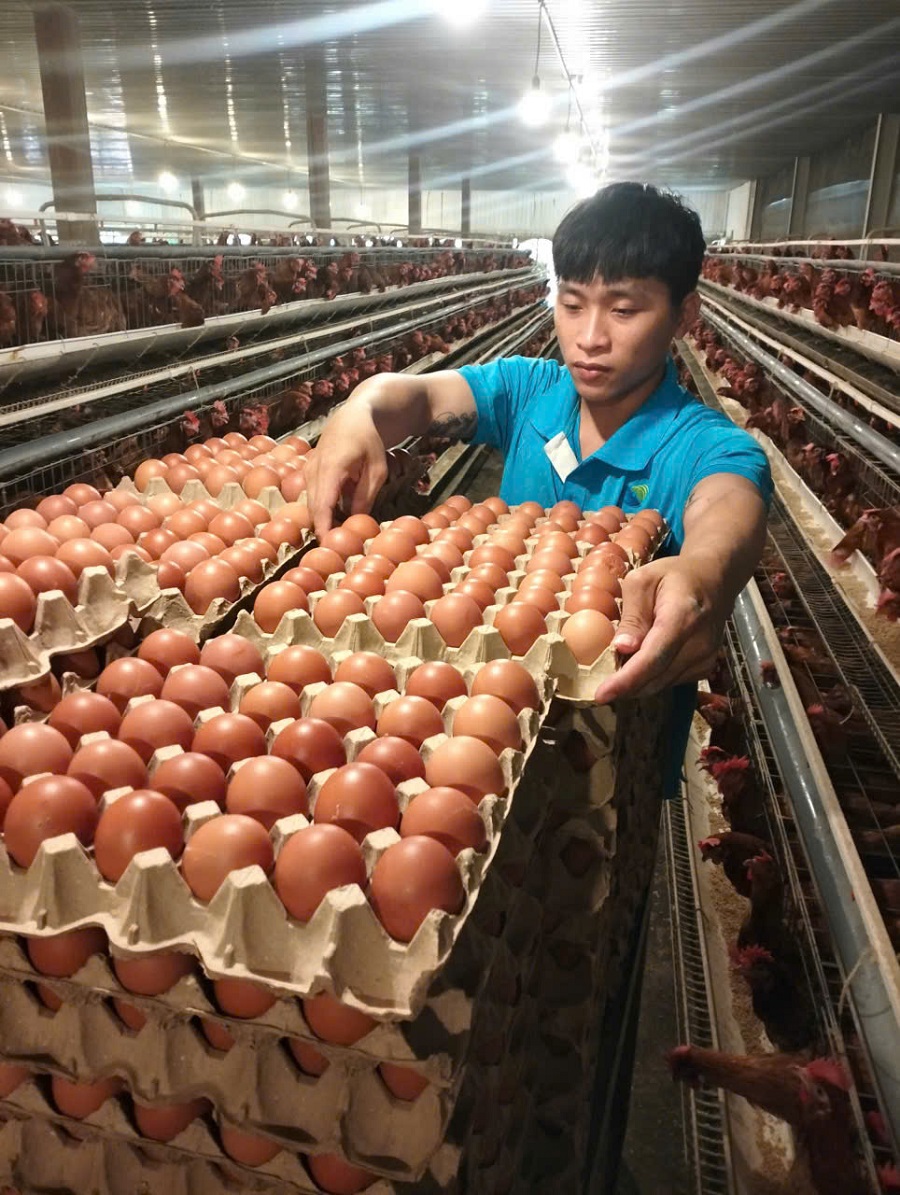 Trứng gà tươi Sagrifood – Từ trang trại tới bàn ăn