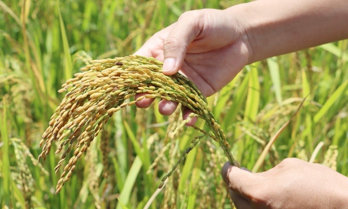 Giá lúa gạo hôm nay ngày 25/7: Biến động nhẹ. (Ảnh minh họa)