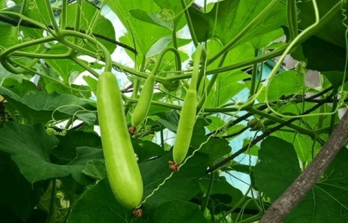 Bầu dễ tìm lại có nhiều lợi ích cho sức khỏe. Bầu dễ tìm lại có nhiều lợi ích cho sức khỏe.