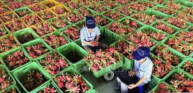 Gỡ nút thắt C/O cho nông sản: Bộ Công Thương bỏ xác nhận địa phương, doanh nghiệp hồ hởi Gỡ nút thắt C/O cho nông sản: Bộ Công Thương bỏ xác nhận địa phương, doanh nghiệp hồ hởi