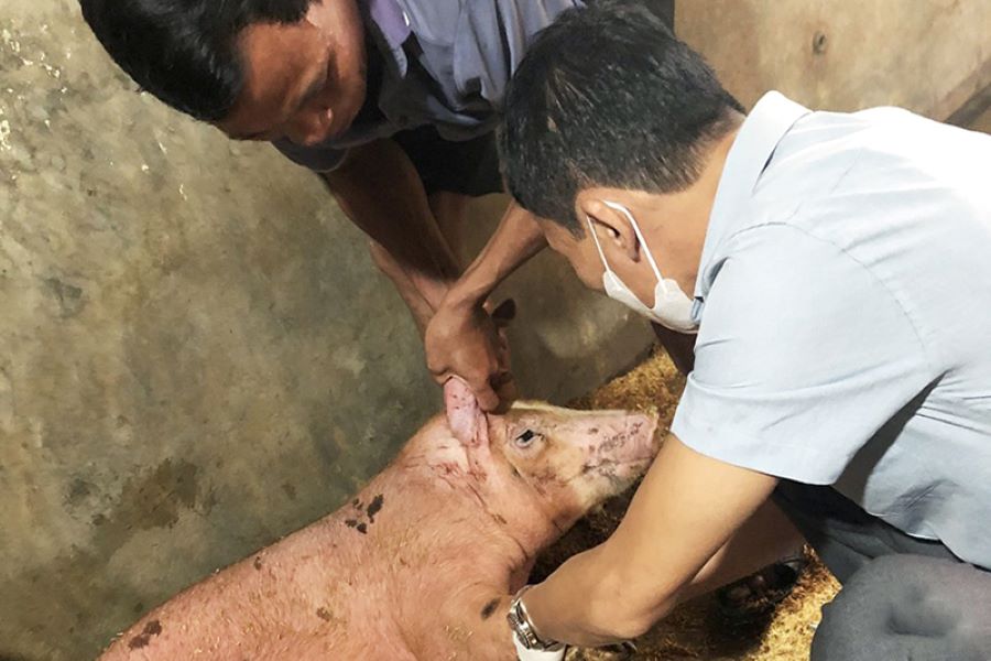 Hà Tĩnh triển khai thực hiện các biện pháp khẩn cấp phòng chống dịch tả lợn Châu Phi