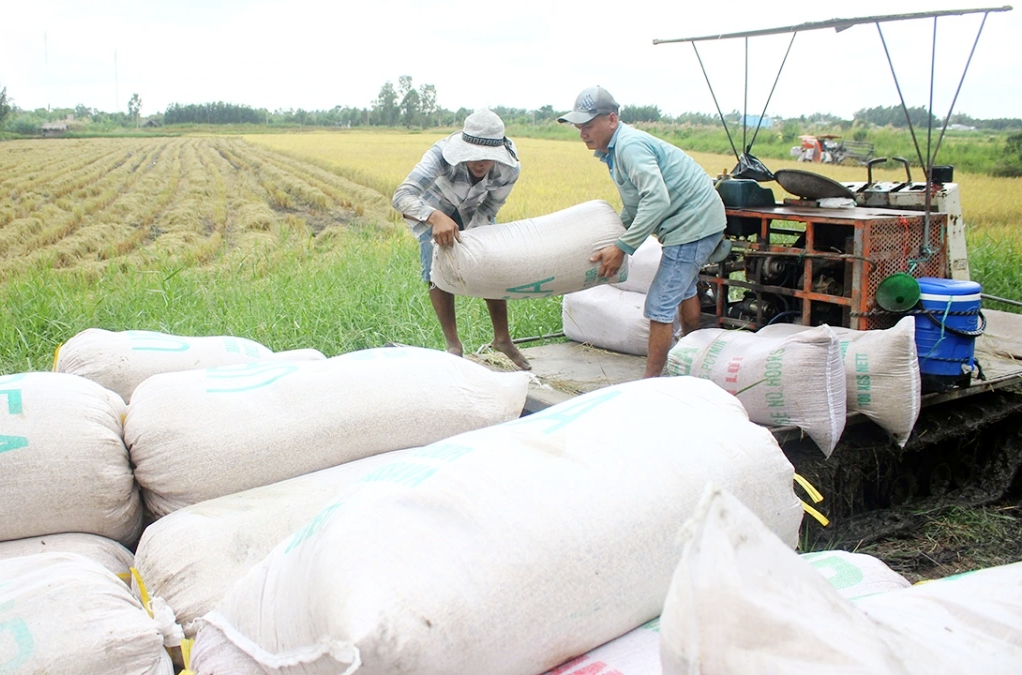 Giá lúa gạo hôm nay ngày 28/7: Ổn định, gạo xuất khẩu tiếp đà tăng nhẹ. (Ảnh minh họa) Giá lúa gạo hôm nay ngày 28/7: Ổn định, gạo xuất khẩu tiếp đà tăng nhẹ. (Ảnh minh họa)