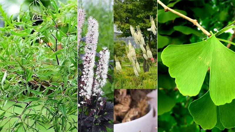Đinh lăng, Thăng ma, Ginkgo biloba… là thảo dược điển hình hỗ trợ giảm tăng động, cải thiện giấc ngủ cho trẻ