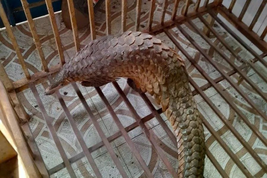 Quảng Trị: Người dân giao nộp cá thể tê tê quý hiếm