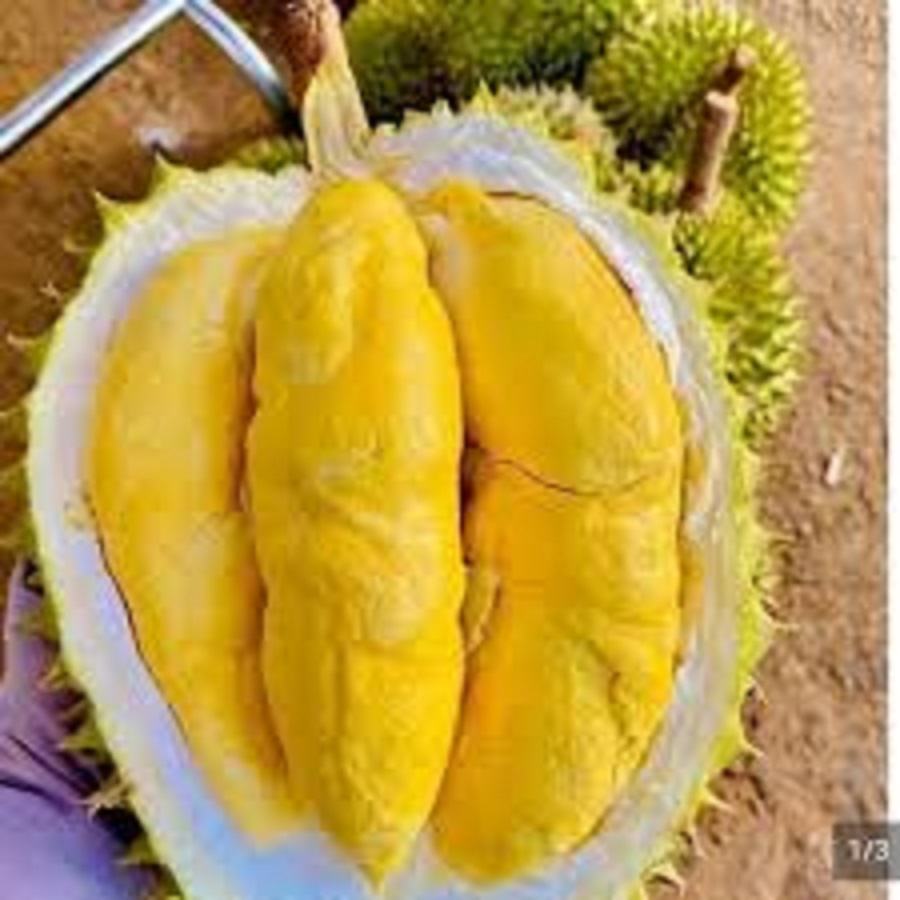 Giá sầu riêng hôm nay 30/7: Sầu Thái VIP Đồng bằng Sông Cửu Long tăng trở lại Giá sầu riêng hôm nay 30/7: Sầu Thái VIP Đồng bằng Sông Cửu Long tăng trở lại