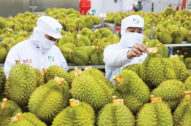 Quản lý chặt chẽ mã số vùng trồng, kiểm soát chất lượng từ gốc, đầu tư công nghệ bảo quản và tiếp cận tiêu chuẩn kỹ thuật quốc tế để đa dạng hóa sản phẩm sẽ giúp xuất khẩu rau quả tăng trưởng.