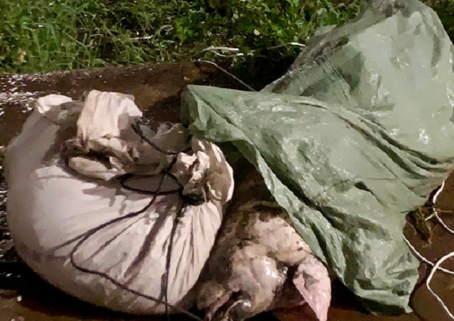 Xác lợn chết được UBND phường Hội Phú, tỉnh Gia Lai thu gom để tiêu huỷ. Ảnh H-P