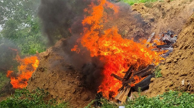 Lợn chết được cơ quan chức năng tỉnh Gia Lai tiêu huỷ tại phường Quy Nhơn Đông. Ảnh: Tr-L