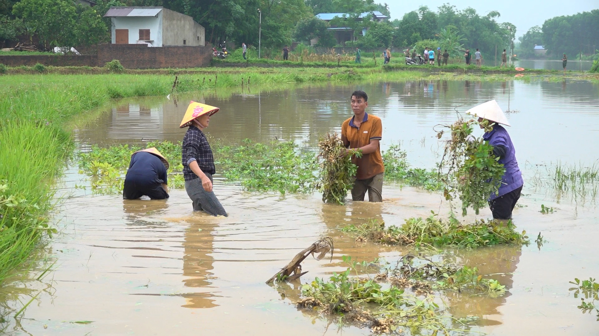 Thái Nguyên quy định mức hỗ trợ sản xuất nông nghiệp vùng bị thiệt hại do thiên tai, dịch hại