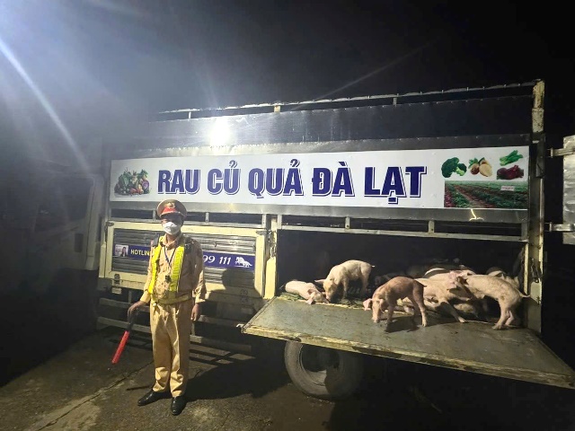 Đội Cảnh sát giao thông đường bộ số 2 Phòng Cảnh sát giao thông kiểm tra xe ô tô vận chuyển heo bệnh. Đội Cảnh sát giao thông đường bộ số 2 Phòng Cảnh sát giao thông kiểm tra xe ô tô vận chuyển heo bệnh.