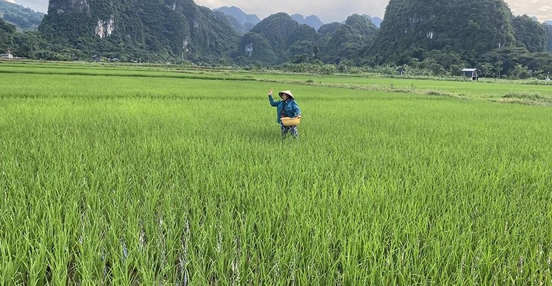 nông dân các địa phương trên địa bàn tỉnh đang tập trung xuống đồng chăm sóc cho cây trồng vụ thu mùa