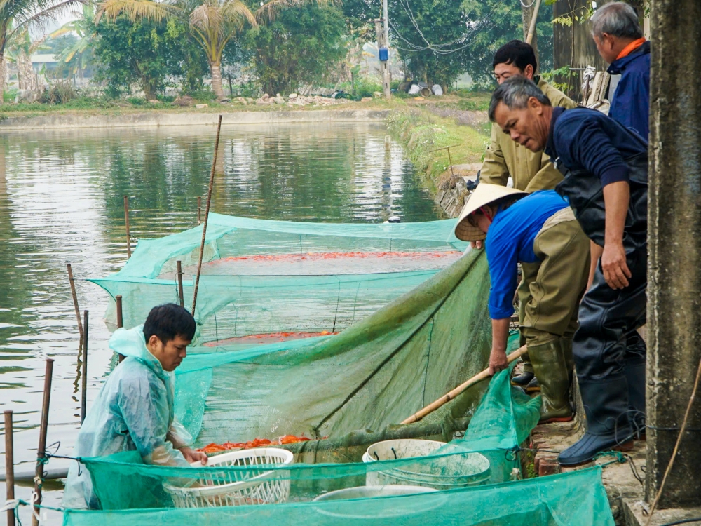 Tỉnh Thanh Hóa chú trọng thức ăn thủy sản và sản phẩm xử lý, cải tạo môi trường nuôi trồng thủy sản.