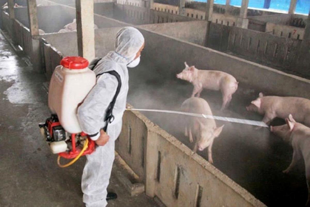 Ninh Bình triển khai quyết liệt các biện pháp phòng, chống dịch tả lợn châu Phi