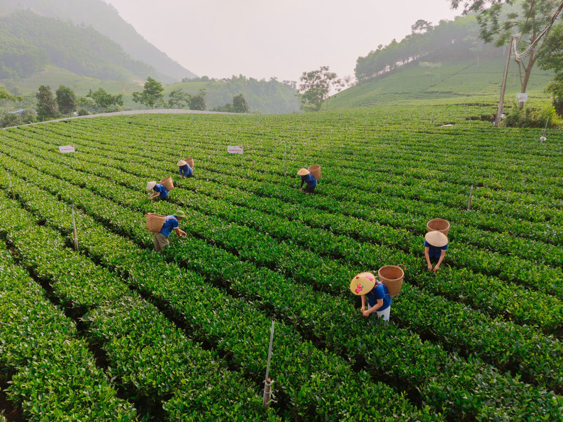 Thái Nguyên dành hơn 500 tỷ đồng để hỗ trợ thúc đẩy phát triển ngành chè giai đoạn 2025 - 2030