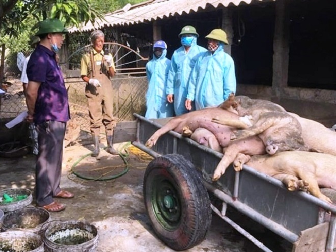 Tăng cường giám sát phòng, chống dịch tả lợn Châu Phi: Xử lý nghiêm cán bộ lơ là, thiếu trách nhiệm