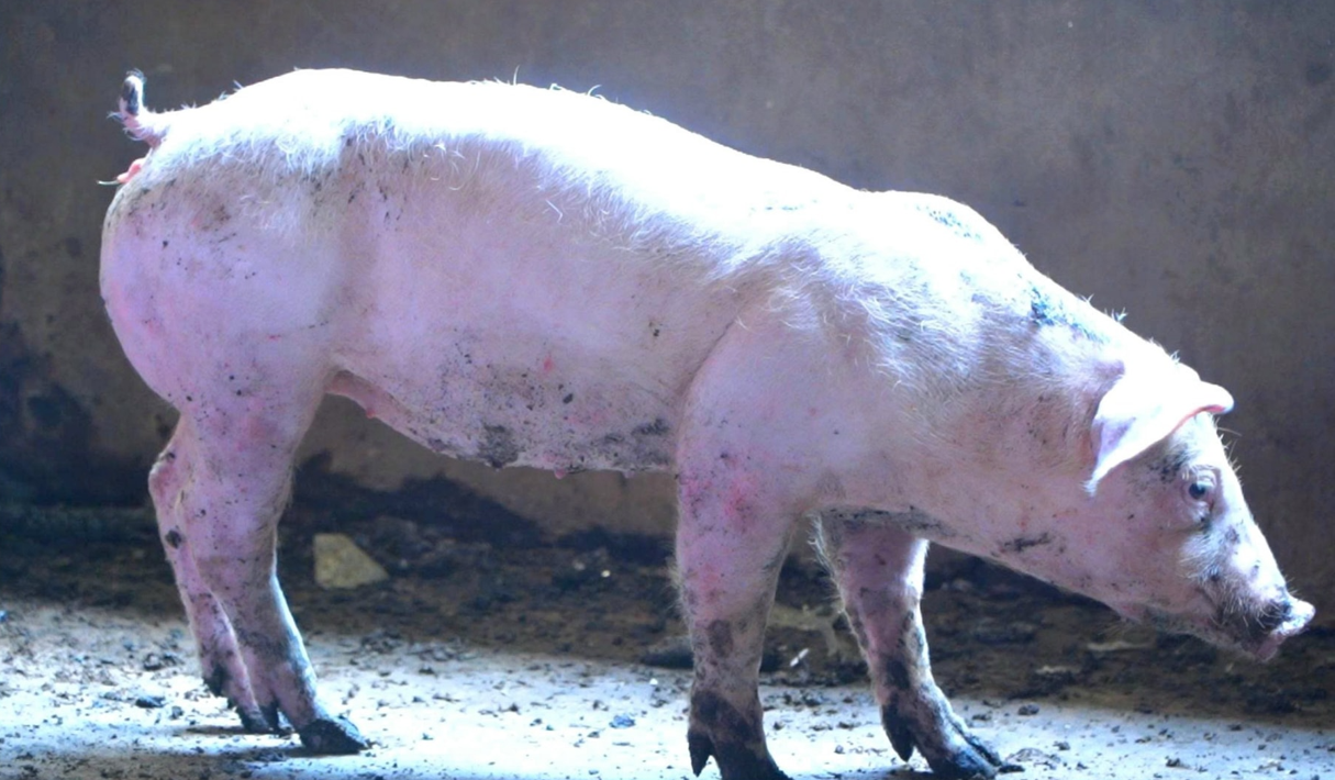Lợn nhiễm bệnh dịch tả lợn châu Phi. Ảnh: Phượng Nguyễn