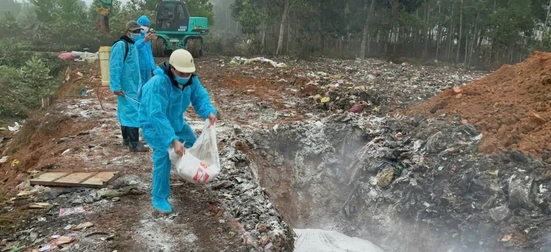 Lực lượng thú y xử lý chôn lấp lợn bị nhiễm bệnh.