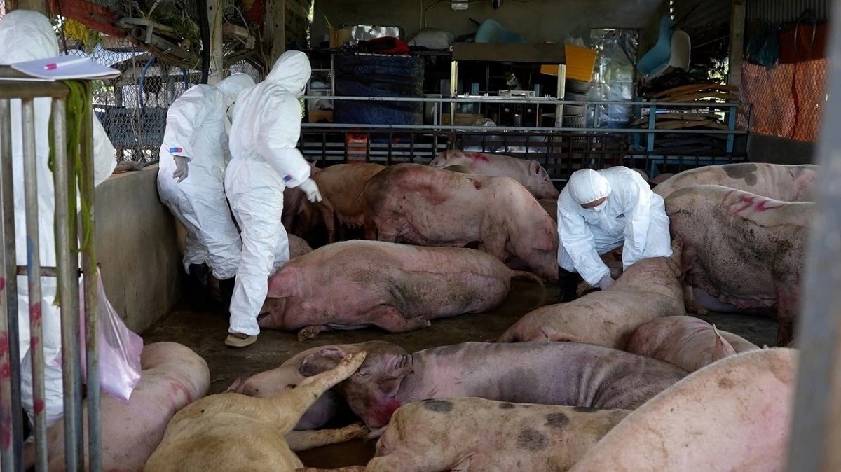 Dịch tả lợn châu Phi diễn biến phức tạp