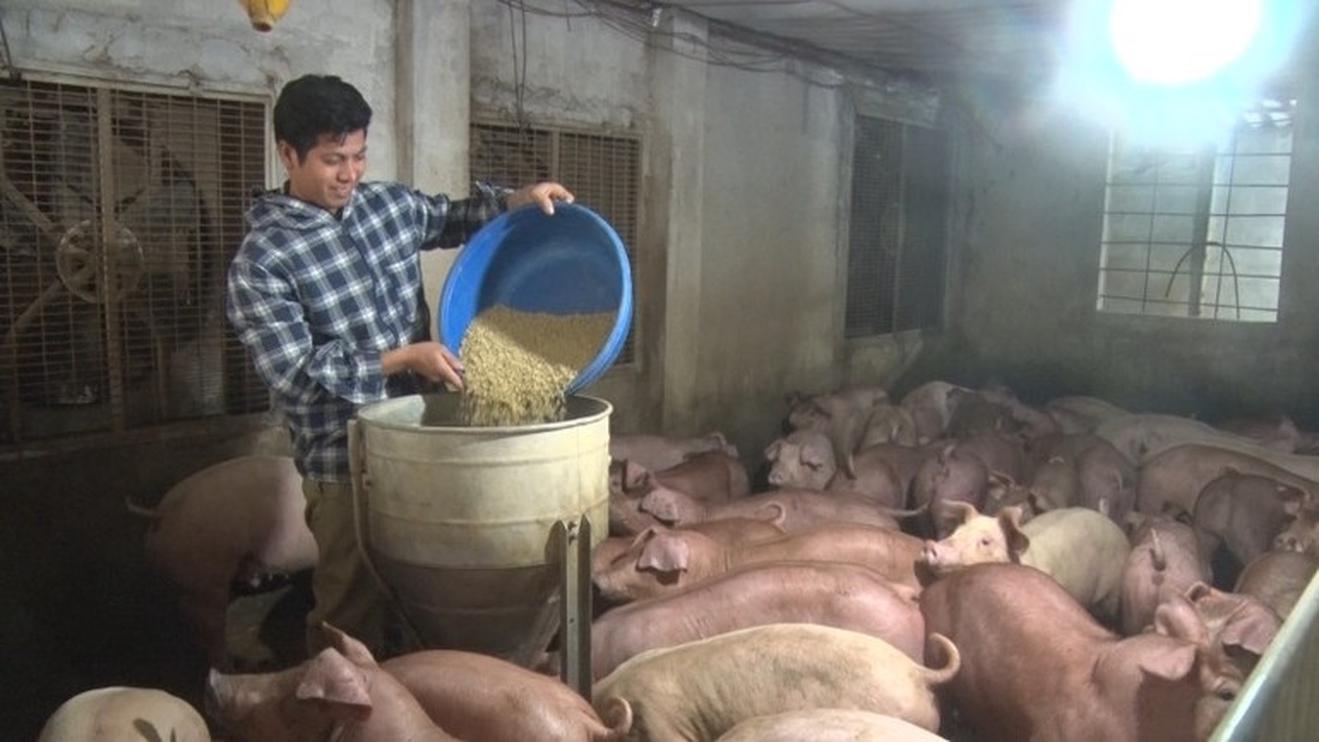 Người chăn nuôi ở Thanh Hóa vệ sinh chuồng trại, cho đàn lợn ăn no đủ để chống dịch tả lợn Châu Phi.