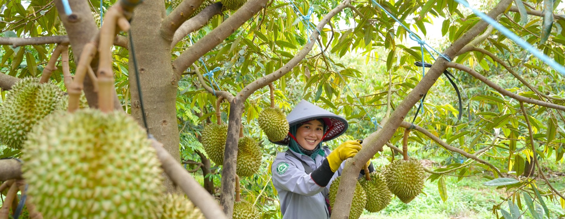 Niềm vui của công nhân vào mùa sầu riêng trĩu quả