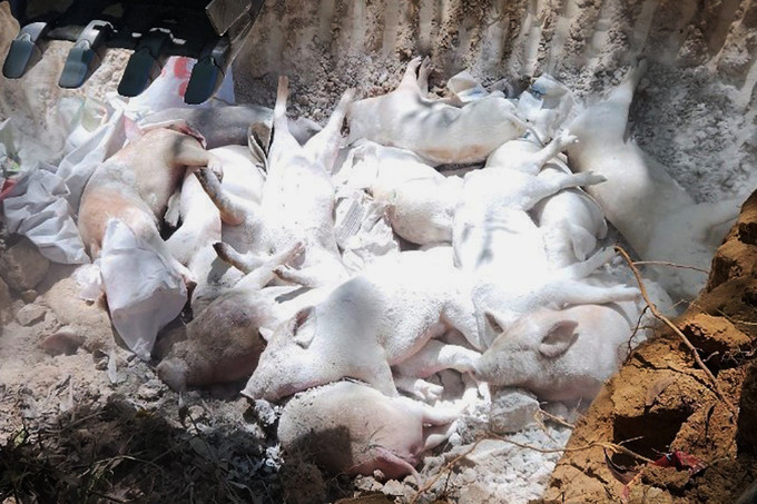 Tiêu hủy lợn mắc bệnh tả lợn châu Phi.