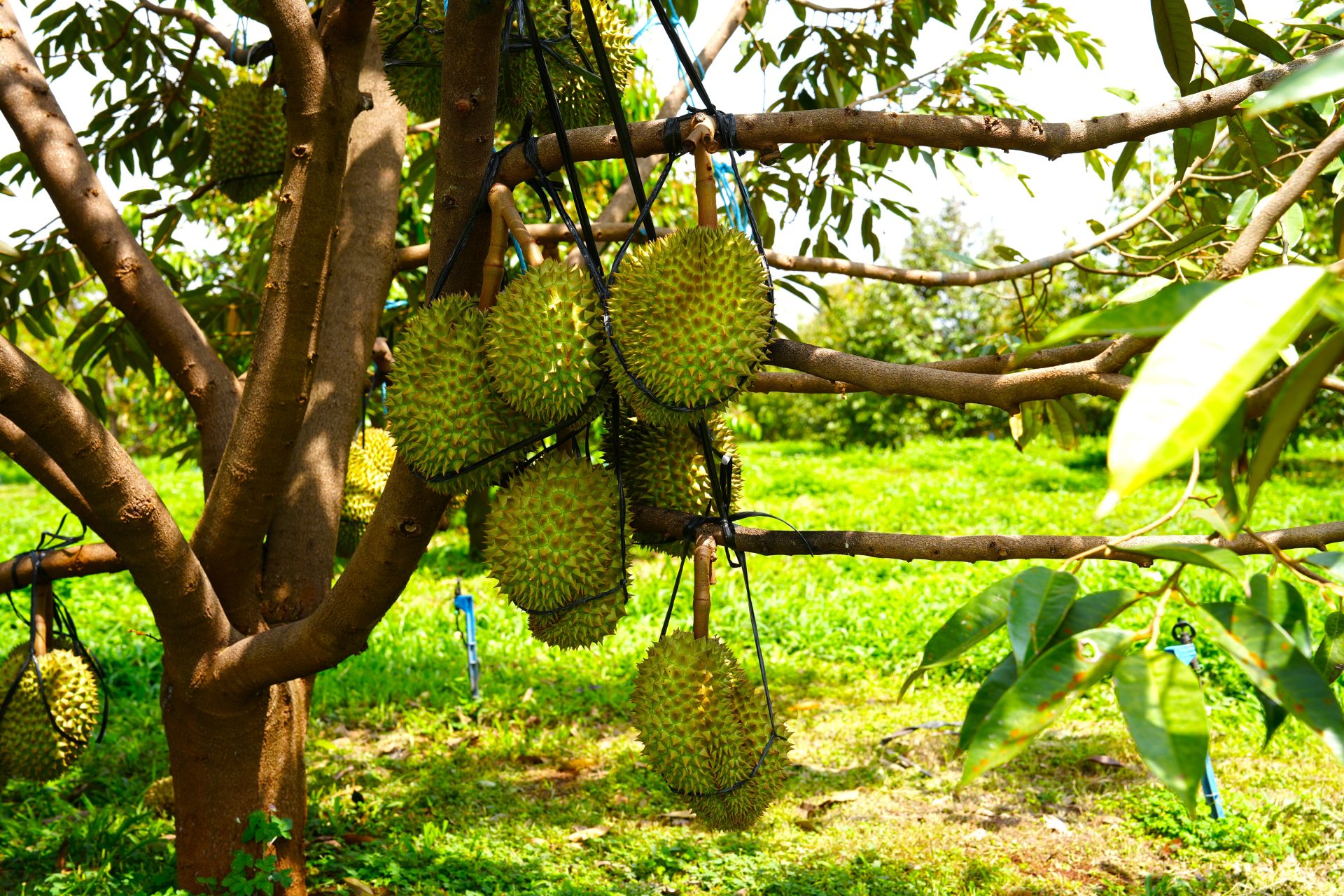 vườn sầu riêng xanh tốt, trĩu quả vườn sầu riêng xanh tốt, trĩu quả