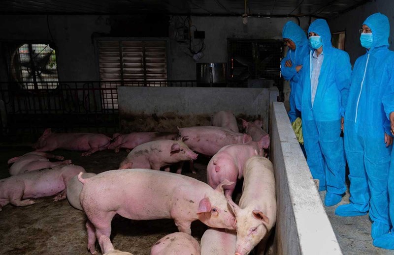 Dịch tả lợn châu Phi lây lan mạnh từ đầu năm đến nay. Dịch tả lợn châu Phi lây lan mạnh từ đầu năm đến nay.