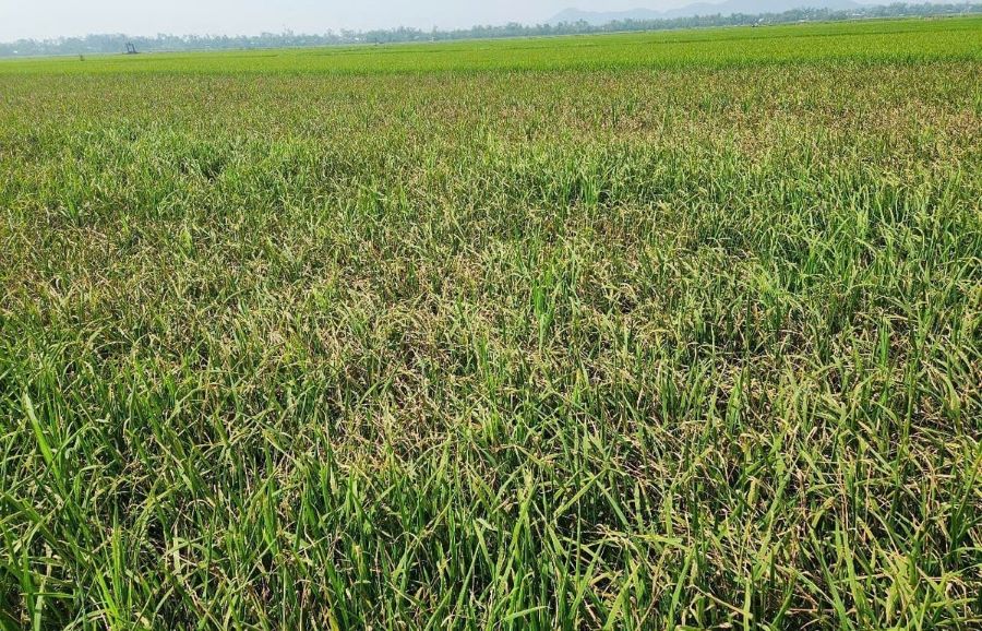 Sâu bệnh phát sinh gây hại trên cây lúa tại 69 xã, phường của Hà Tĩnh.