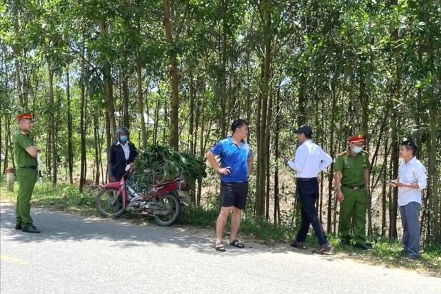 Ngụy trang lá cây để chở heo nhiễm dịch tả lên miền núi tiêu thụ