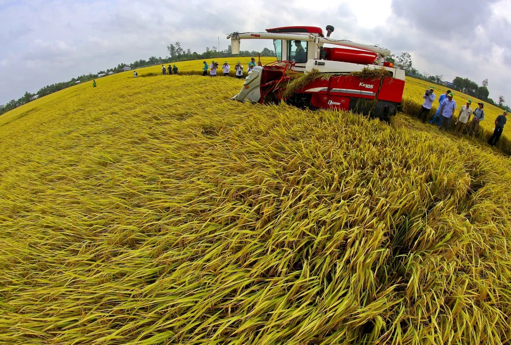 Mô hình canh tác lúa thông minh phát thải thấp gắn với tăng trưởng xanh được triển khai tại huyện Vị Thủy (Hậu Giang) mang lại lợi nhuận cao gấp đôi so với phương pháp truyền thống, đồng thời góp phần bảo vệ môi trường. Ảnh: Duy Khương - TTXVN