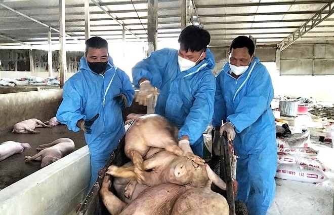 Dịch tả lợn Châu Phi: Nỗi lo an toàn thực phẩm và mối nguy từ thịt nhiễm bệnh