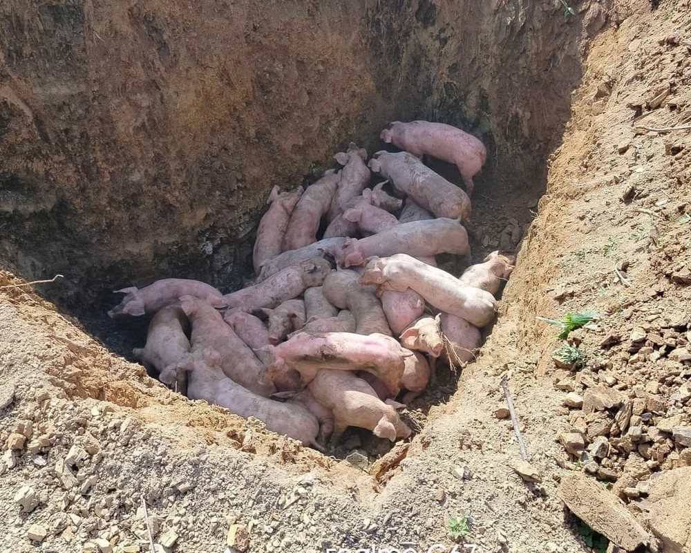 Tiêu hủy lợn mắc dịch tả lợn châu Phi