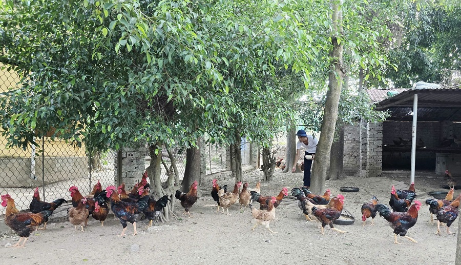 Đàn gà được chăn thả dưới các bóng cây để tránh thời tiết mùa hè nóng bức