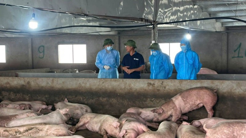 Phú Thọ tăng cường kiểm tra công tác phòng chống dịch tả lợn Châu Phi