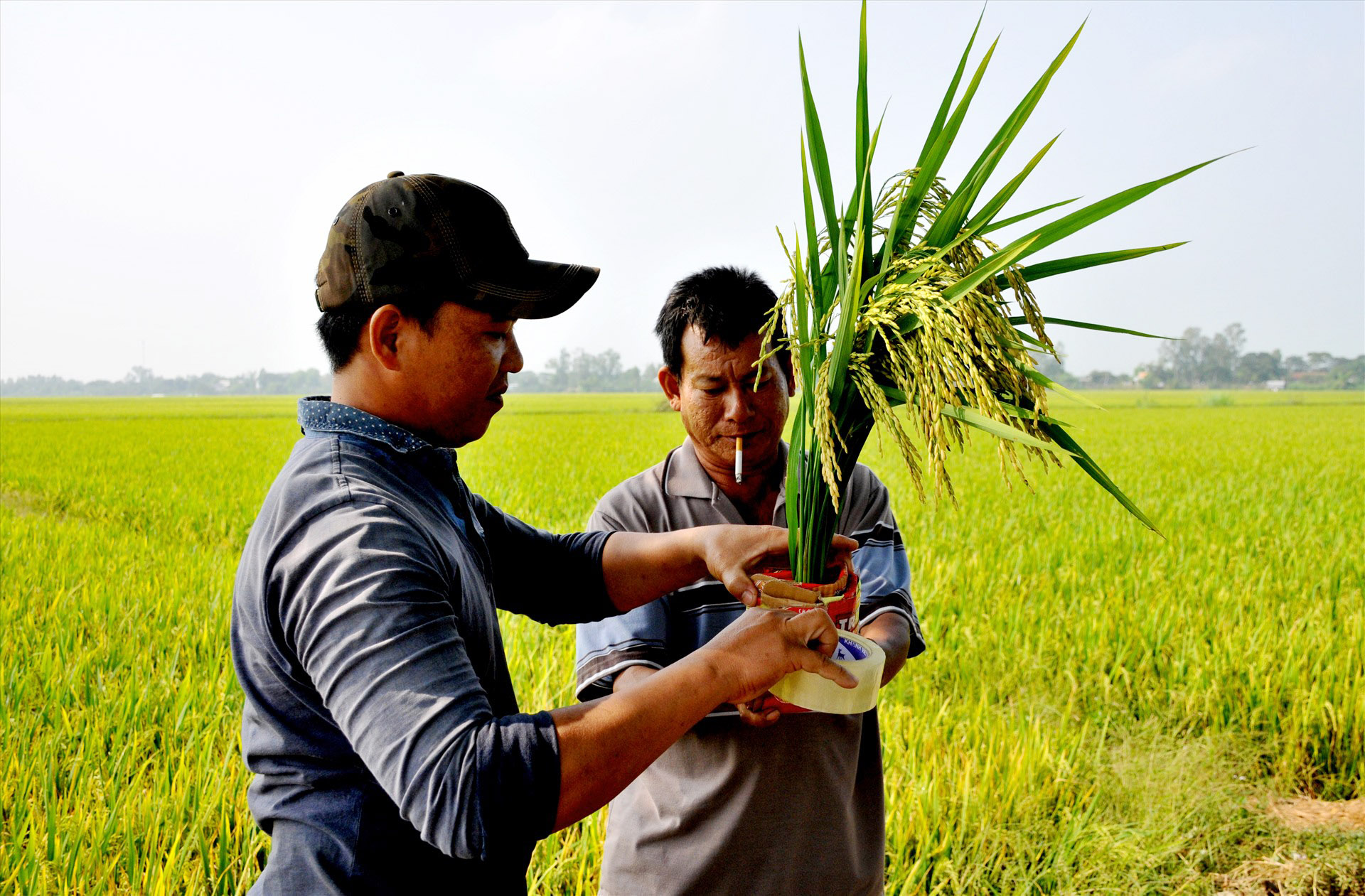 Giá lúa gạo hôm nay ngày 5/8: Lúa tươi vững giá, gạo bình ổn. (Ảnh minh họa) Giá lúa gạo hôm nay ngày 5/8: Lúa tươi vững giá, gạo bình ổn. (Ảnh minh họa)
