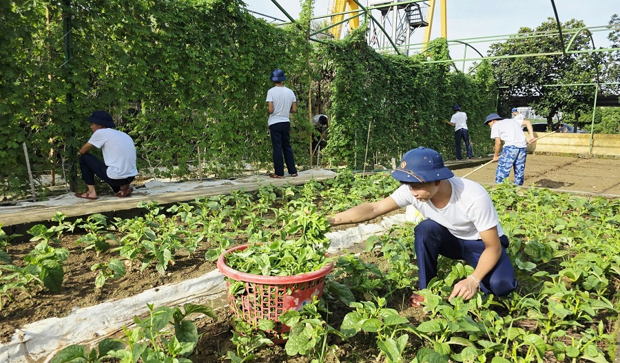 Chiến sĩ thu hoạch rau cung cấp cho bếp nuôi quân