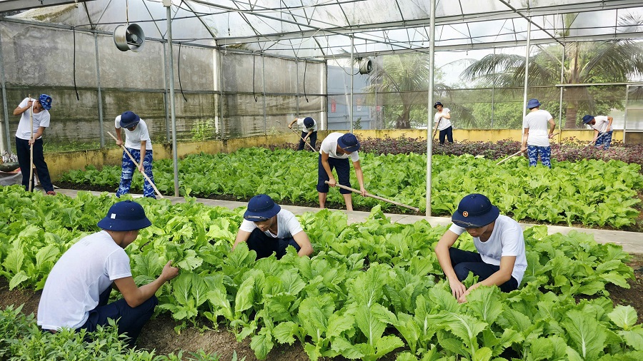 Gieo màu xanh trên miền cát trắng gió Lào