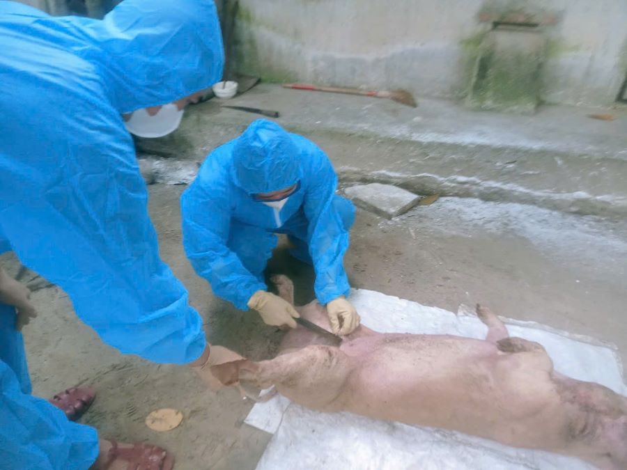 Dịch tả lợn châu Phi tại Quảng Trị diễn biến phức tạp, lây lan nhanh trên diện rộng.