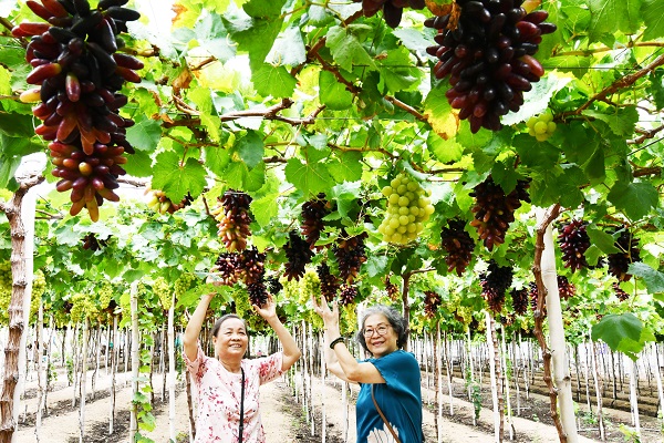 Vườn Nho tại làng nho Thái An (huyện Ninh Hải, tỉnh Ninh Thuận cũ ) tỉnh Khánh Hòa