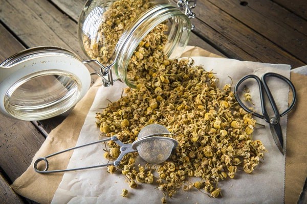 Thu hồi dược liệu Cúc hoa vàng không đạt tiêu chuẩn chất lượng